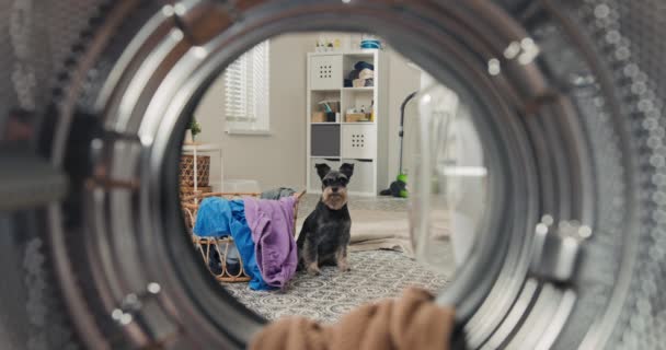 Playful Dog Looks Washing Machine Drum Clothes Laundry Room Bathroom — Stock videók