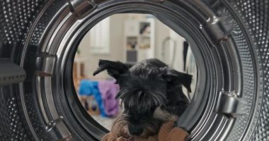 Komik köpek oyunları çamaşır odasındaki banyoda kıyafetlerle birlikte çamaşır makinesinin içine gidiyor..