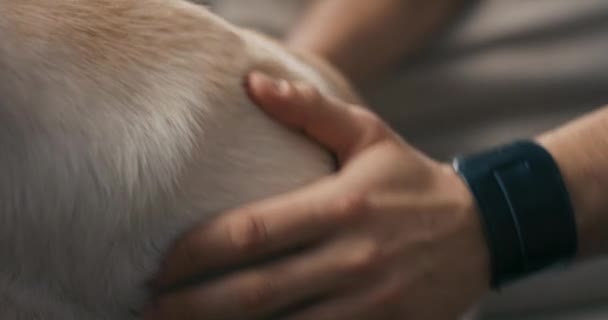 Parlak Büyük Bir Köpeğin Paltosunu Okşayan Bir Adamın Yakın Çekimi — Stok video