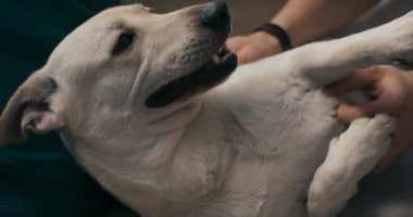 Kanepede uzanmış krem rengi bir köpeğin yakın çekimi. Hayvan dili sahibi tarafından okşanırken dışarı itilir. Dört bacaklı arkadaş sevişmeyi seviyor..