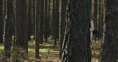 Saçları örgülü genç sarışın kız sırt çantalı ve paspaslı yürüyüş direkleri tutuyor. Ormanda uyanıyor, dinlenirken yürüyüş yapıyor. .