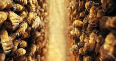Bal peteği meşgul arılar böcek kolonisinde çalışıyor çiçeklerden polen nektarı topluyor arı kovanları alıyor kırsalda lezzetli bal yapıyorlar. Balmumu hücreleri makro görüntüler. Apiculture serikültür konsepti