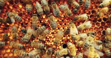 Makro görüntüler, arı kovanlarında bal yapmak için çiçek poleninden nektar toplamaya çalışan meşgul arılara odaklanır. Apicuture serikültür konsepti .