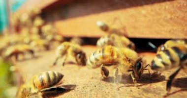 Meşgul arılar, bal toplayarak doğal ürünler üreten böceklere odaklanırlar. Bal ticareti, kırsal alandaki kaygı konseptinde doğal ürünler .