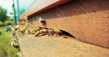 Yavaş motiong arı kolonisi bal toplayarak bal yapan böceklerle meşgul. Arı kovanında toplu işlem. Kırsal kesimde tarım serikültürü kavramı.