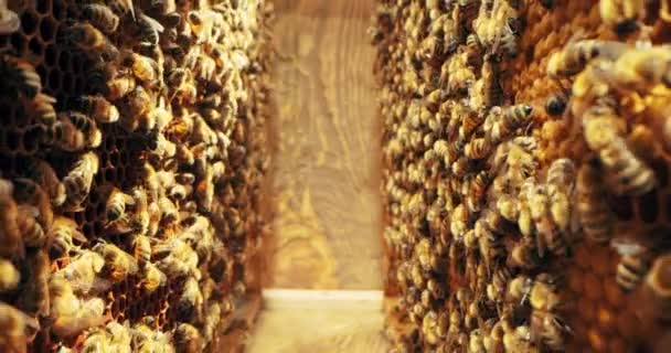 Pszczoły Plastrze Miodu Strzał Makro Sot Selektywny Nacisk Zajętych Pszczół — Wideo stockowe