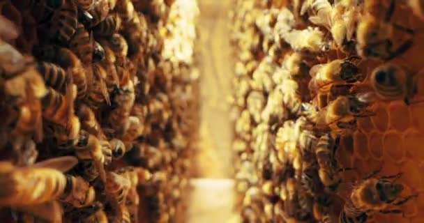 Makro Záběry Včely Mezi Medonosné Plástve Pracující Zaneprázdněný Hmyz Pracující — Stock video