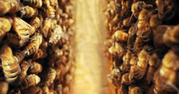 Plaster Miodu Zajętych Pszczół Pracujących Kolonii Owadów Zbierających Nektar Pyłek — Wideo stockowe