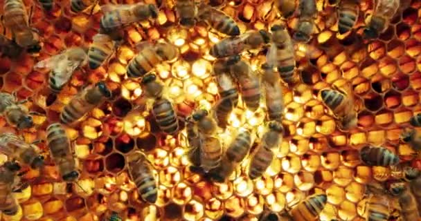 Tutup Tembakan Selektif Fokus Pada Lebah Sibuk Bekerja Pada Madu — Stok Video