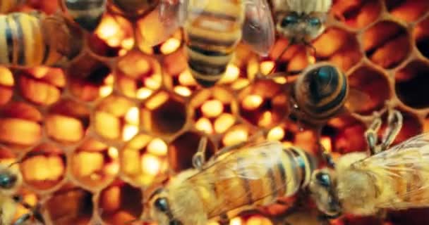 Včely Rojí Plástech Extrémní Makroskopické Záběry Hmyz Pracující Dřevěném Úlu — Stock video