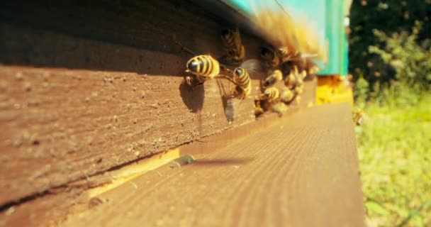 Arı Kolonisi Arı Kovanında Bal Yapmakla Meşgul Böcekler Doğal Ürünler — Stok video