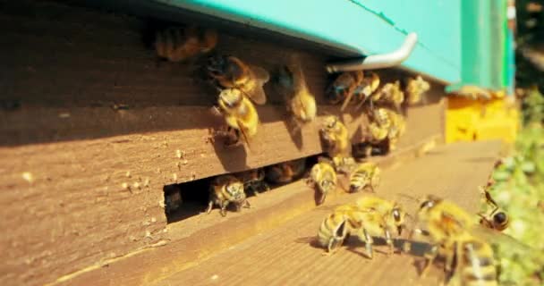 Занятые Пчелы Крупным Планом Избирательно Фокусируются Насекомых Работающих Медом Собирающих — стоковое видео