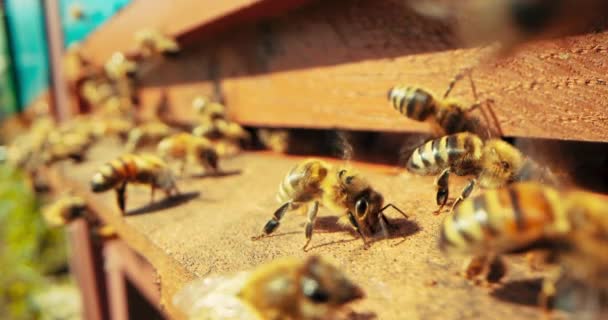 Pomalu Pohybující Včely Kolonie Zaneprázdněný Hmyz Pracuje Medem Sbírat Pyl — Stock video