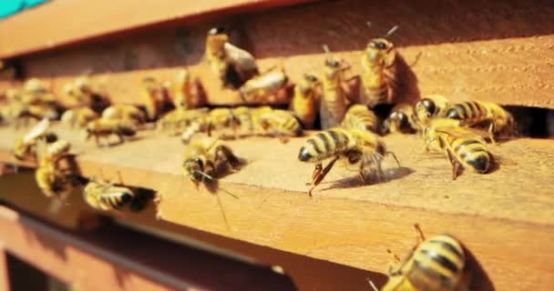 Zblízka Záběr Zpomaluje Selektivní Zaměření Včely Pilné Včely Pracující Sběru — Stock video