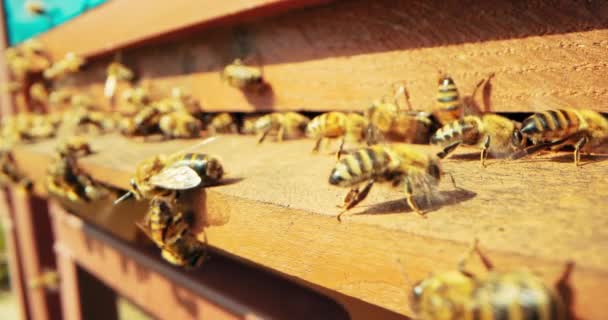Pilné Včely Zblízka Záběr Selektivní Zaměření Hmyz Pracující Medem Sběr — Stock video