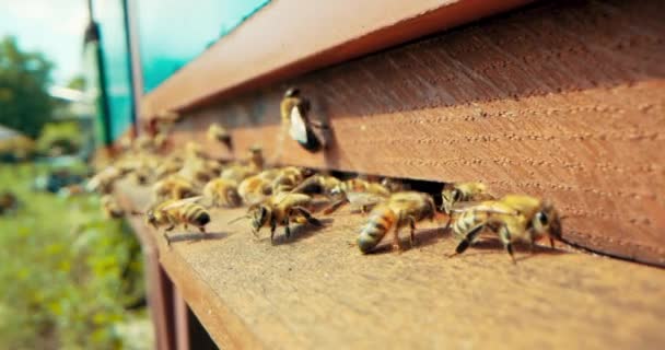 近距离拍摄减慢了对蜜蜂忙着采集花粉制作蜂蜜的选择性关注 天然产品的喧嚣 — 图库视频影像