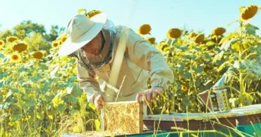 Yavaş motiong seçici odak adam arı kostümü giymiş ayçiçeği tarlasında dikilip arı kovanından arı ve bal dolu ahşap çerçeveyi alıyor sigara içen arıları sakinleştiriyor. .