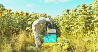 Yavaş hareket eden koruyucu kostümlü adam sigara içen özel ekipman kullanıyor arı kovanında arıları sakinleştiriyor kırsal alandaki ayçiçeği kayısı konseptiyle dolu bal topluyor. .