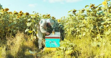 Koruyucu kostümlü adam özel ekipman aletleri kullanıyor sigara içiyor arıları sakinleştiriyor arı kovanından bal topluyor. Doğal ürünler uzmanlık alanı..