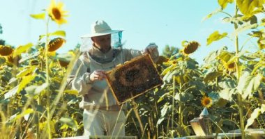 Arı kovanındaki arıları sakinleştirmek için sigara içen koruyucu kostümlü bir erkek arı yetiştiricisi. Arı ve bal üretimi, küçük tarım işleri ve hobi. Ayçiçeği tarlasında doğal ürünler.