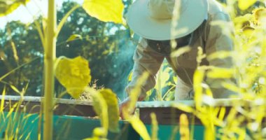 Koruyucu maske ve kostüm giyen kişi ahşap çerçeve dolusu tarla faresi ve arı kovanından alıp ayçiçeği tarlasından bal topluyor. Sigara içen adam arıları kaçırıyor. .