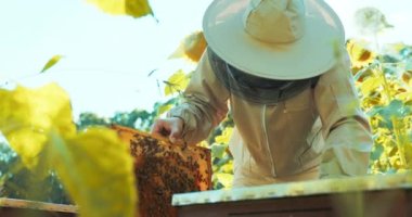 Arı koruyucu takım elbiseli ve koruyucu maskeli yavaş hareket eden kişi arı kovanından arı kovanına benzeyen bal ve arılarla dolu ahşap çerçeveyi alıyor. Arı kolonisi doğal ürünler üretiyor..