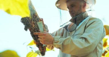 Özel teçhizat kullanarak bal peteği ve arılarla ahşap çerçeve alan koruyucu maskeli ve kostümlü adama odaklan. Ayçiçeği tarlasında meşgul arı kolonisi.