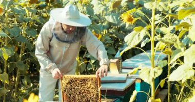 Bal konsepti toplayan kostümlü arı yetiştiricisi bal ve arı dolu peteği ayçiçeği tarlasında arı kovanında harika duruyor. .
