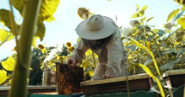 Arı kovanından bal toplamak için arı kovanından bal toplayan çiçekçi kostümlü bir adamla dolu bir kırsal alanda çalışıyorum..