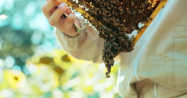 Nahaufnahme Auf Holzrahmen Voller Bienen Und Honigbärtiger Mann Imker Schutzanzug — Stockvideo