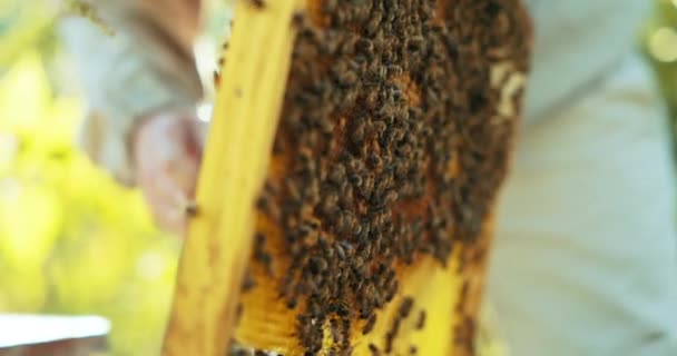 手に特別なツールを使用して蜂の収集プロセスから取ってミツバチや蜂蜜の完全なハニカム木製フレームを保持保護スーツで人ひげそり養蜂家のショット遅い動きを閉じる — ストック動画