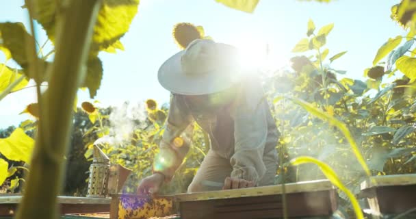 Méhészruha Jelmezes Férfi Méhsejteket Vesz Méhkaptárból Hogy Ellenőrizze Méz Minőségét — Stock videók