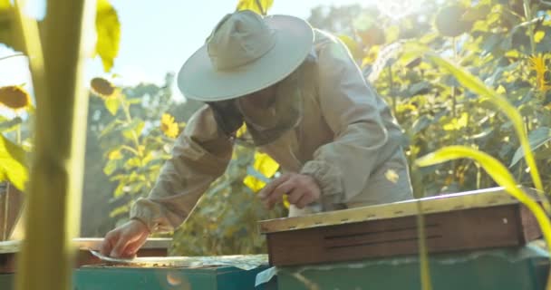 Selektive Fokussierung Nahaufnahme Schuss Mann Person Imkeranzug Kostüm Eröffnung Bienenkorb — Stockvideo