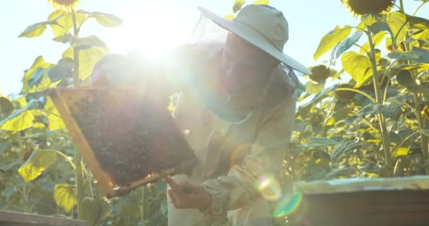 Preson Man Nieludzki Garniturze Pszczelarza Stojący Polu Słoneczników Biorąc Plaster — Wideo stockowe
