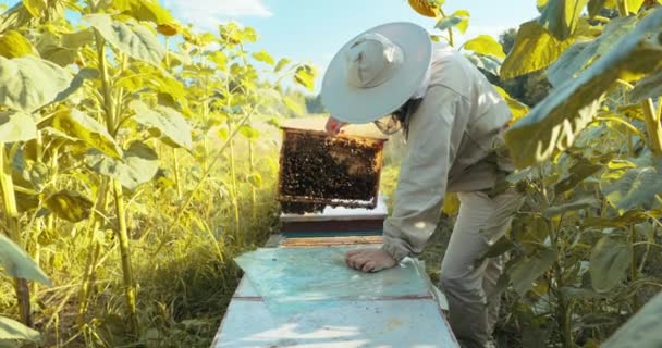 Selective Focus Close Shot Beekeeper Man Person Beekeeper Suit Costume — Stock Video