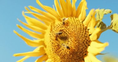 Yakın çekim, ayçiçekleri üzerine yoğunlaşır. Meşgul arılar polen toplamaya çalışır. Meşgul böcek arıları kolonisi. Kırsal kayısı serikültür kavramı.