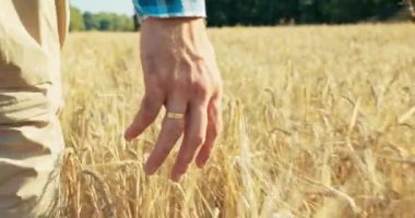 Bir tarla işçisi elini uzatıp buğday ve arpa dolu tarlayı süpürüyor. Doğal ürünler konutryside konsepti .