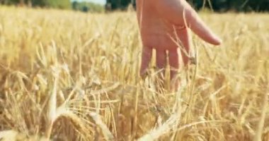 Seçici olarak yavaş çekim sahnesini buğday tarlasıyla dolu insan eliyle süpürme alanına odaklamak gıda güvenliği konsepti mısır gevreği endüstrisinde kendini güvende hissetmeni sağlar. Doğal ürünler kırsal kavramı.