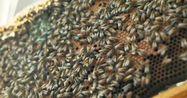 Κυψέλη Κυψελών Κηρήθρα Γεμάτη Από Πολυάσχολες Μέλισσες Έντομα Για Την — Αρχείο Βίντεο