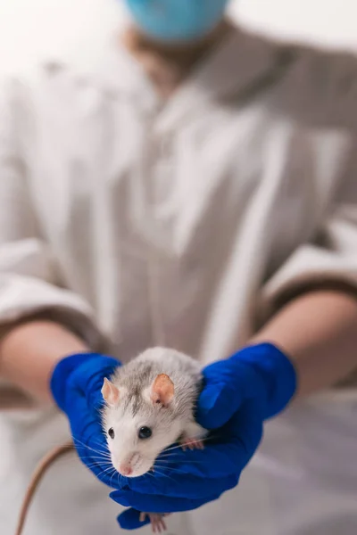 Patkány egy tudós kezében a laborban. — Stock Fotó