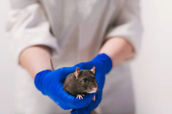 Ratte in den Händen eines Wissenschaftlers im Labor — Stockfoto