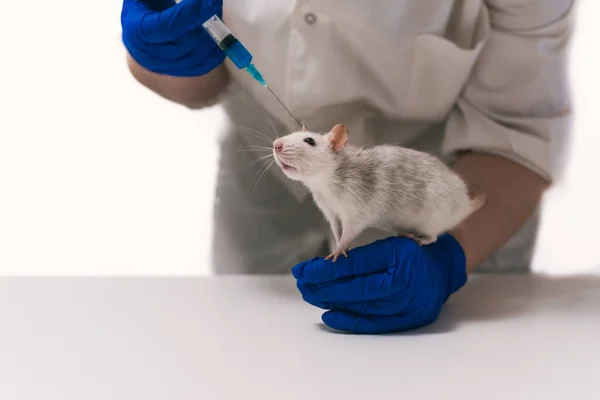 Frau bereitet sich darauf vor, einer Ratte eine Spritze zu geben — Stockfoto