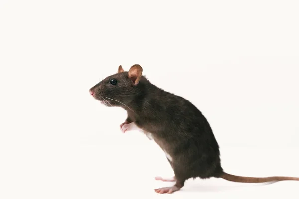 Marrón rata doméstica de pie sobre fondo blanco —  Fotos de Stock