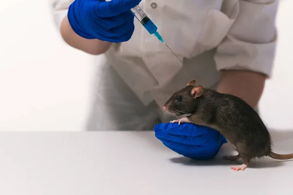Frau bereitet sich darauf vor, einer Ratte eine Spritze zu geben — Stockfoto