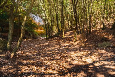 forest scenery. forest illuminated by the sunbems and blue sky. Mountain of Montserrat Spain. Mediterranean sight