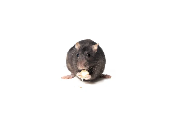 Schwarze Ratte Frisst Käse Vor Der Kamera Isoliert Auf Weißem — Stockfoto