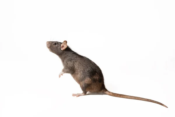 Schwarze Ratte Auf Zwei Beinen Stehend Profil Isoliert Auf Weißem — Stockfoto