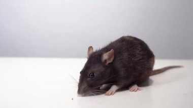 slow motion of a domestic rat grooming and cleaning itself with its paws. black rat on white background. animal concept. natural light