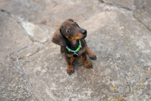 Dachshund Puppy Looking Turquoise Necklace Black Name Tag Close Face — Stok fotoğraf