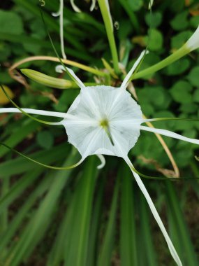 Üst Manzara Plaj Örümcek Zambağı